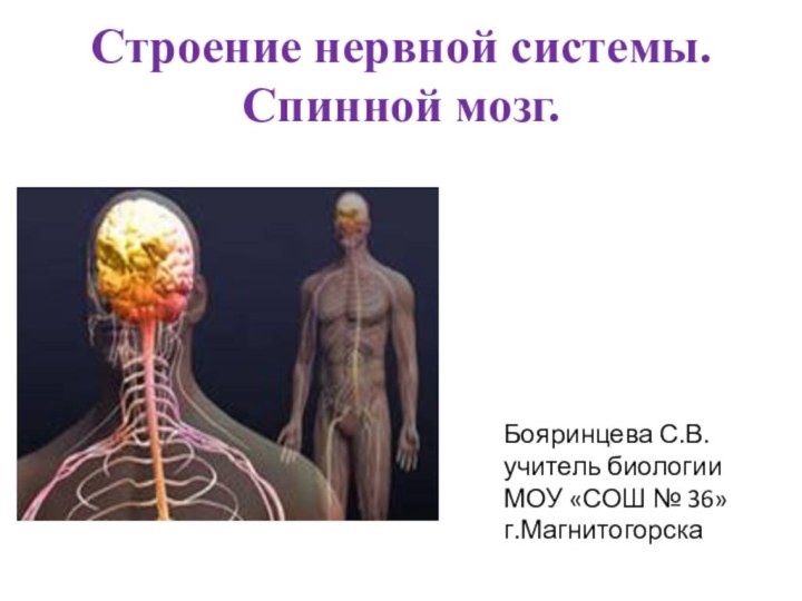 Строение нервной системы. Спинной мозг.Бояринцева С.В.учитель биологии МОУ «СОШ № 36»г.Магнитогорска