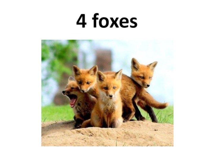 4 foxes