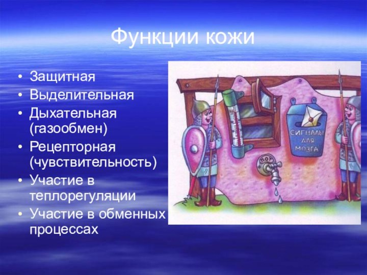 Функции кожиЗащитнаяВыделительнаяДыхательная (газообмен)Рецепторная (чувствительность)Участие в теплорегуляцииУчастие в обменных процессах