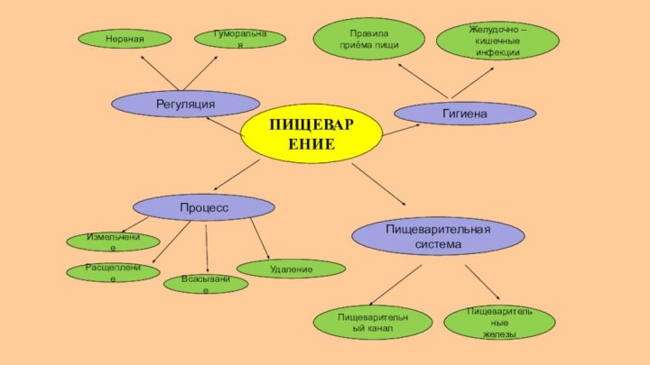 ПИЩЕВАРЕНИЕПроцесс Измельчение Расщепление ВсасываниеУдалениеПищеварительная системаПищеварительный каналПищеварительные железыГигиена Правила приёма пищиЖелудочно – кишечные инфекцииРегуляция Нервная Гуморальная