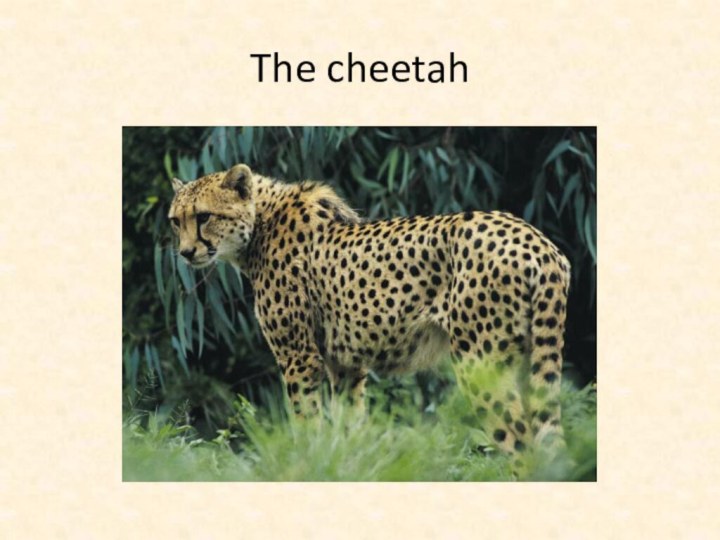 The cheetah