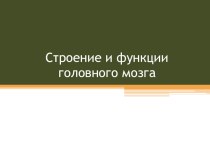 Строение и функции головного мозга