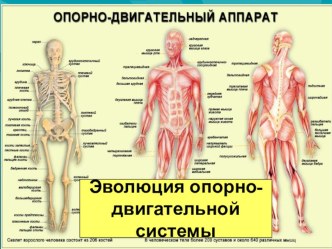 Презентация Эволюция ОДС по теме ОДС