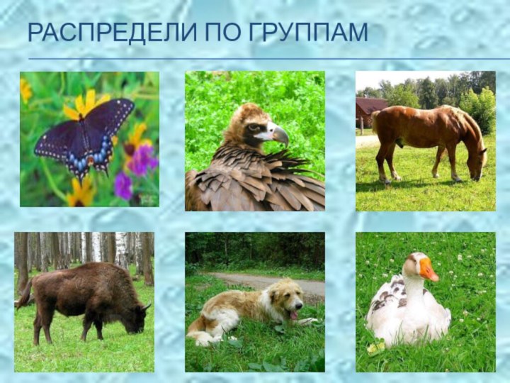 РАСПРЕДЕЛИ ПО ГРУППАМ