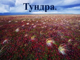 Тундра - безлесная равнина