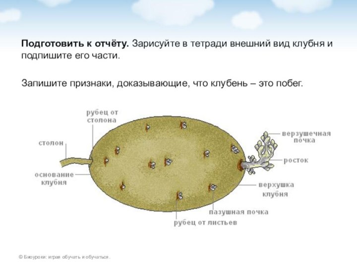 Подготовить к отчёту. Зарисуйте в тетради внешний вид клубня и подпишите его