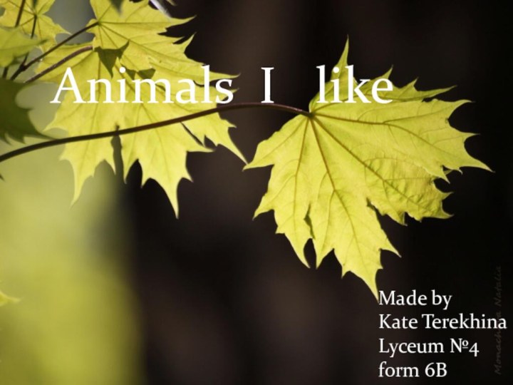 Animals I  likeMade byKate TerekhinaLyceum №4form 6B