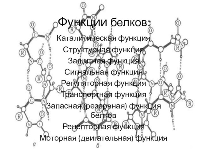 Функции белков:Каталитическая функцияСтруктурная функцияЗащитная функцияСигнальная функцияРегуляторная функцияТранспортная функцияЗапасная (резервная) функция белковРецепторная функцияМоторная (двигательная) функция