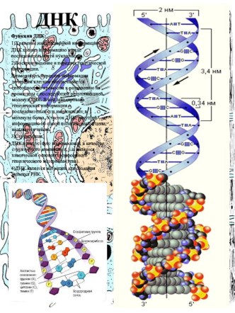Раздаточный материал по теме: Химия клетки_ДНК
