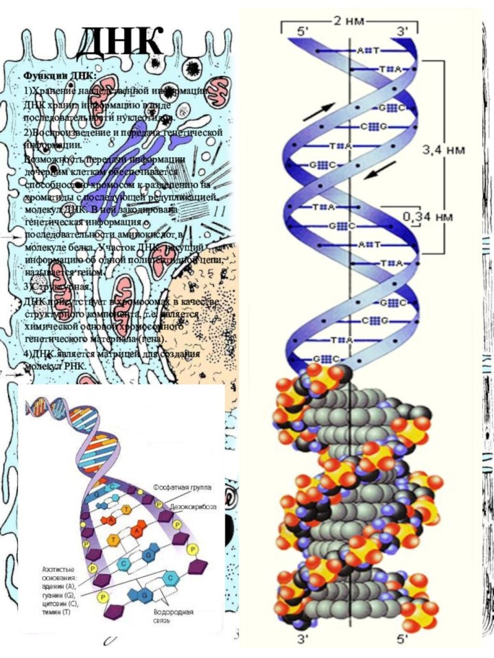 ДНКФункции ДНК:1)Хранение наследственной информации.ДНК хранит информацию в виде последовательности нуклеотидов.2)Воспроизведение и передача