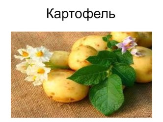 картофель