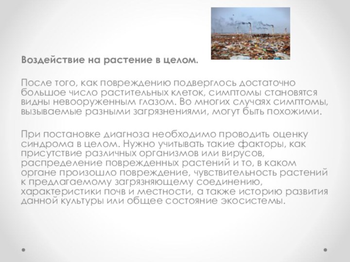 Воздействие на растение в целом.После того, как повреждению подверглось достаточно большое число