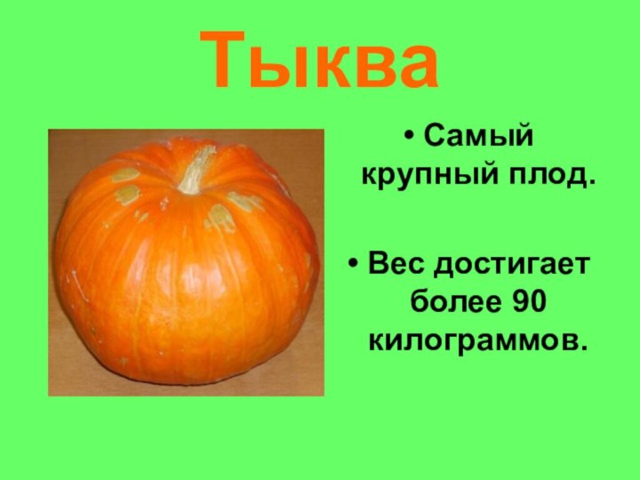 ТыкваСамый крупный плод.Вес достигает более 90 килограммов.