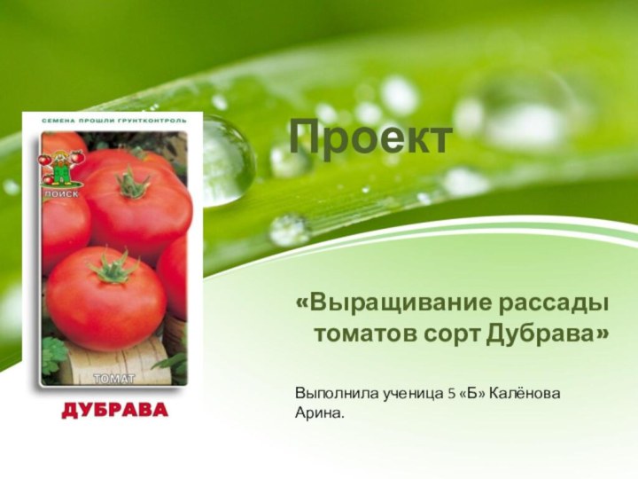 «Выращивание рассады томатов сорт Дубрава» Проект Выполнила ученица 5 «Б» Калёнова Арина.