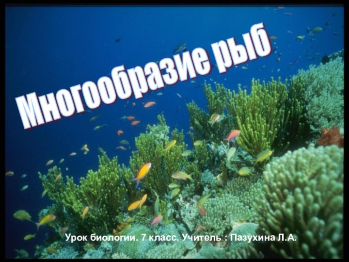 Многообразие рыбУрок биологии. 7 класс. Учитель : Пазухина Л.А.