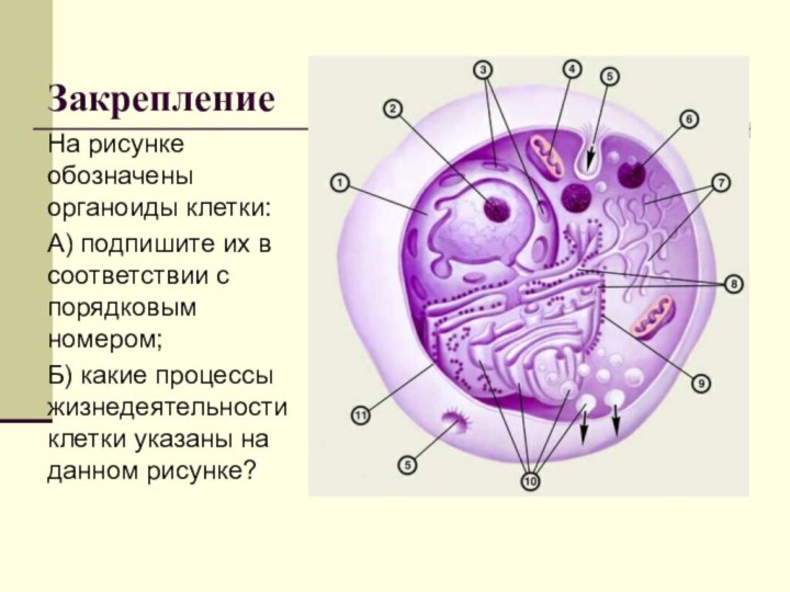 Закрепление На рисунке обозначены органоиды клетки:А) подпишите их в соответствии с порядковым