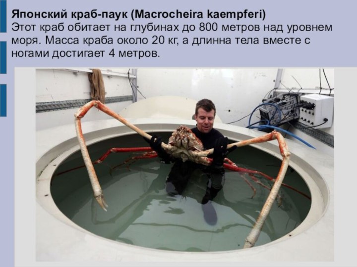 Японский краб-паук (Macrocheira kaempferi) Этот краб обитает на глубинах до 800 метров