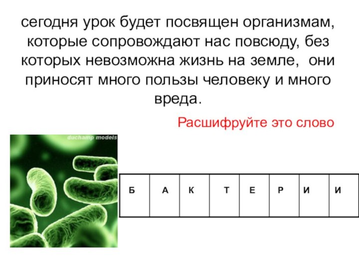 сегодня урок будет посвящен организмам, которые сопровождают нас повсюду, без которых невозможна