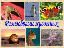 Презентация для начальной школы Разнообразие животных