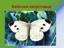 Презентация по биологии 8 класс, тема: Бабочка капустница, школа VIII вида