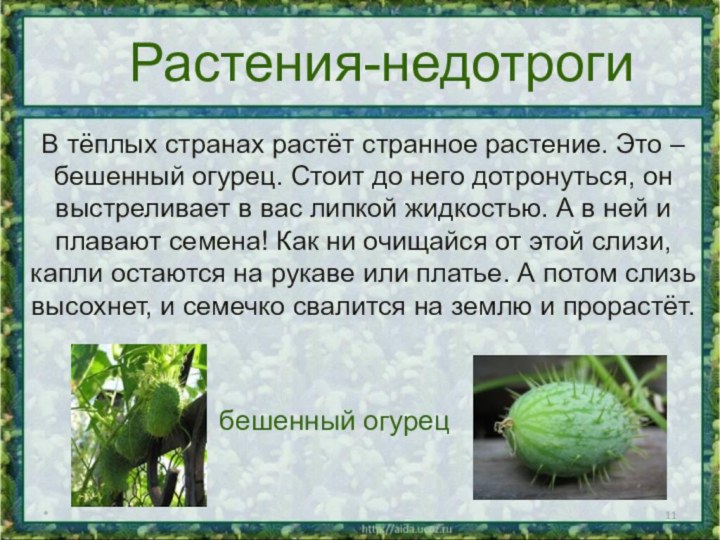 *Растения-недотрогиВ тёплых странах растёт странное растение. Это –бешенный огурец. Стоит до него