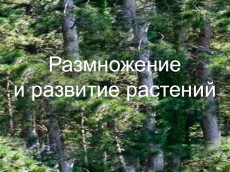 Презентация по окружающему миру на тему: Размножение и развитие растений