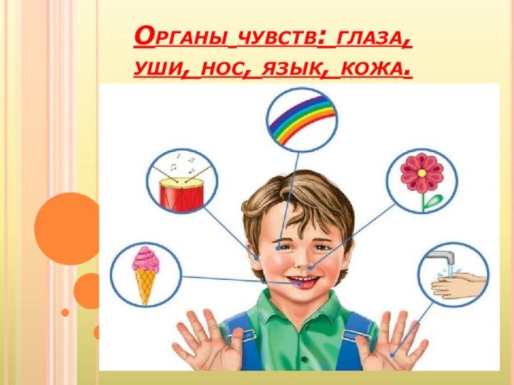 Органы чувств: глаза, уши, нос, язык, кожа.