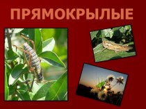Презентация по биологии на тему Прямокрылые (обобщение знаний по насекомым). 7 класс