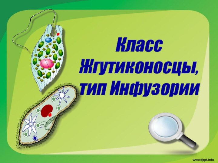 Класс Жгутиконосцы, тип Инфузории