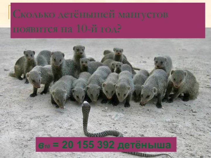 Сколько детёнышей мангустов появится на 10-й год? в10 = 20 155 392 детёныша