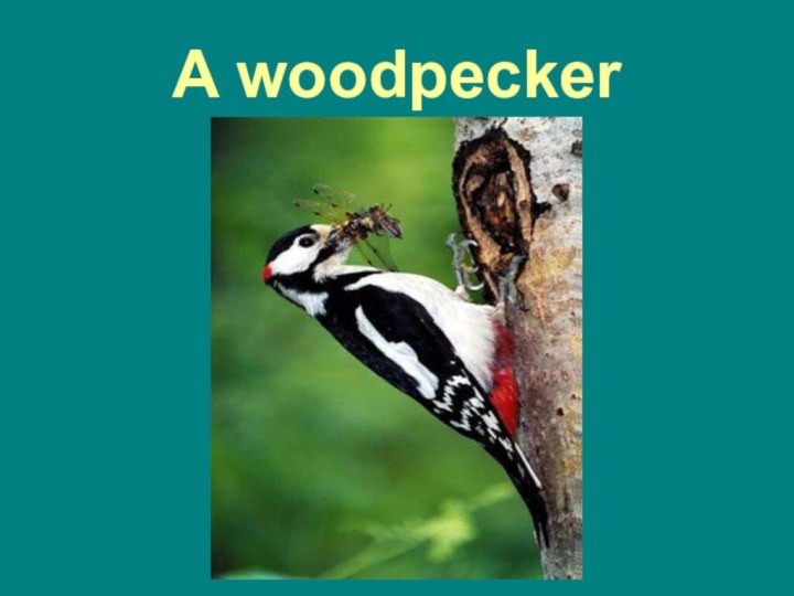 A woodpecker