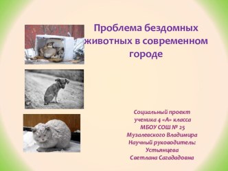 Социальный проект Проблема бездомных животных в современном городе