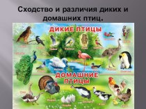 Презентация по окружающему миру на тему Сходство и различия диких и домашних птиц