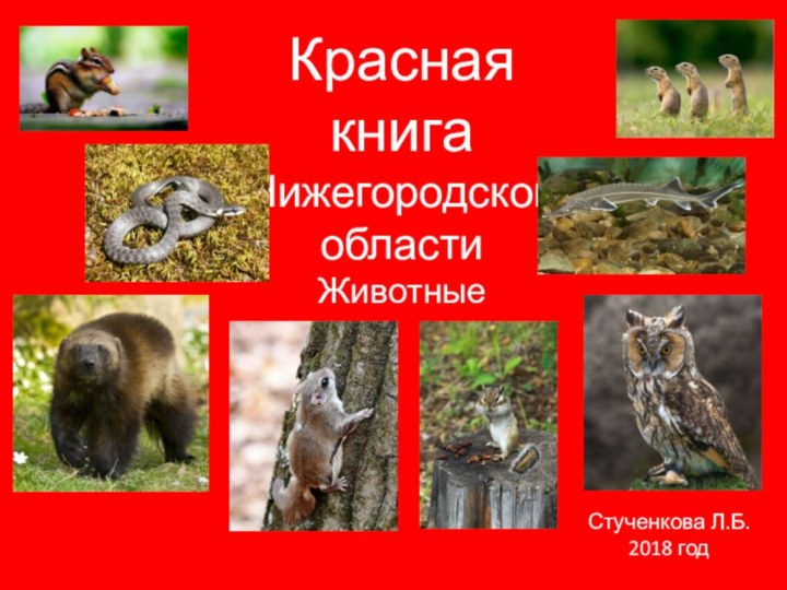 Красная книгаНижегородской областиЖивотныеСтученкова Л.Б. 2018 год