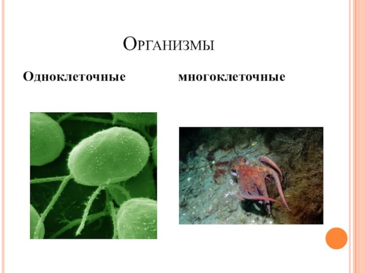 Организмы 5 класс презентация. Одноклеточные и многоклеточные организмы. Одноклеточные организмы и многоклеточные организмы. Биология одноклеточные и многоклеточные организмы. Движение одноклеточных и многоклеточных организмов.