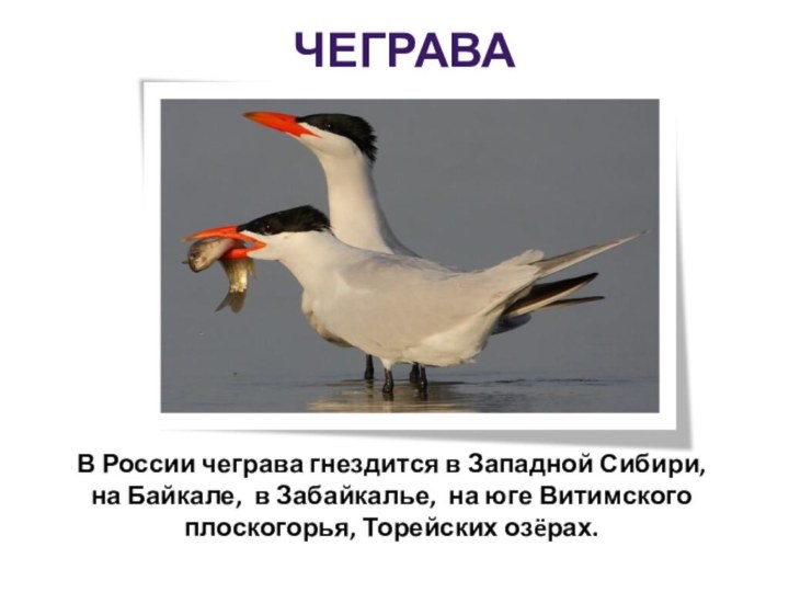 ЧеграваВ России чеграва гнездится в Западной Сибири, на Байкале, в Забайкалье, на