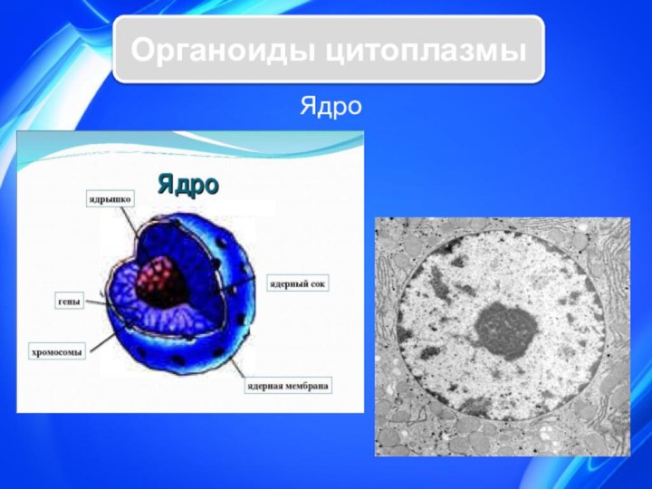 Ядро        Органоиды цитоплазмы