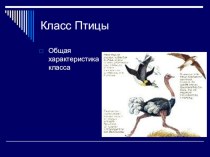 Презентация по биологии на тему Общая характеристика птиц (7 класс)