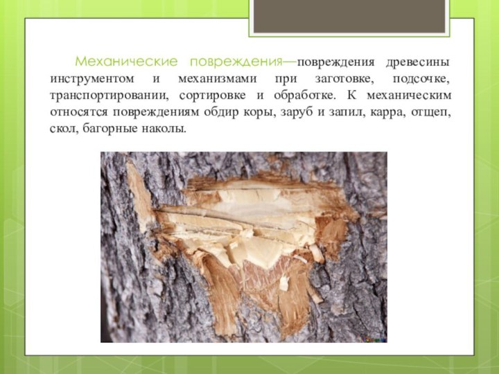 Можно ли древесный. Дефекты древесины механические повреждения. Механические повреждения древесины обдир. Механические повреждения древесины(козырек). Карра пороки древесины.