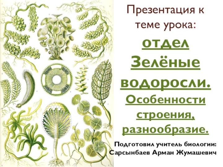 Презентация к теме урока: отдел Зелёные водоросли. Особенности строения, разнообразие.Подготовил учитель биологии:Сарсынбаев Арман Жумашевич