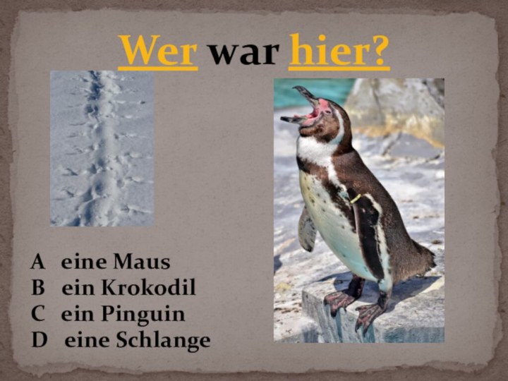 Wer war hier?A  eine MausB  ein KrokodilC  ein PinguinD  eine Schlange