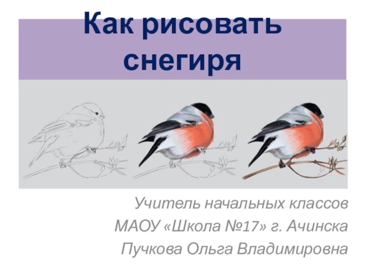 Как рисовать снегиря Учитель начальных классов МАОУ «Школа №17» г. Ачинска Пучкова Ольга Владимировна