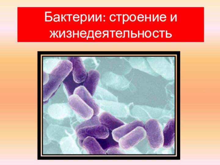 Бактерии: строение и жизнедеятельность