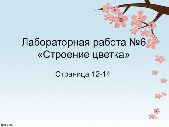 Лабораторная работа №6 «Строение цветка»Страница 12-14