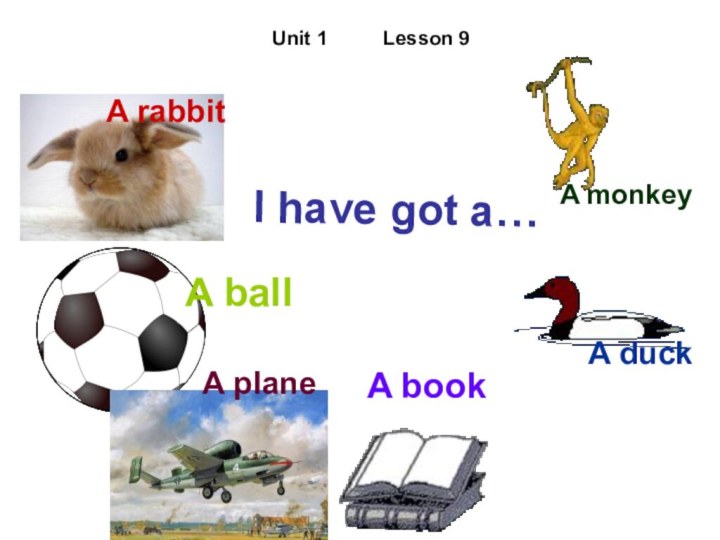 Unit 1     Lesson 9I have got a…A rabbitA