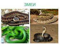 Презентация: Змеи 3 класс