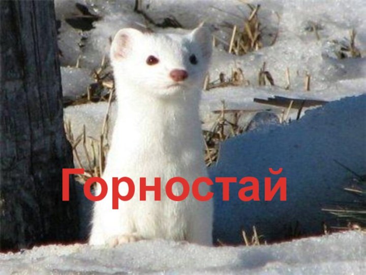 Горностай