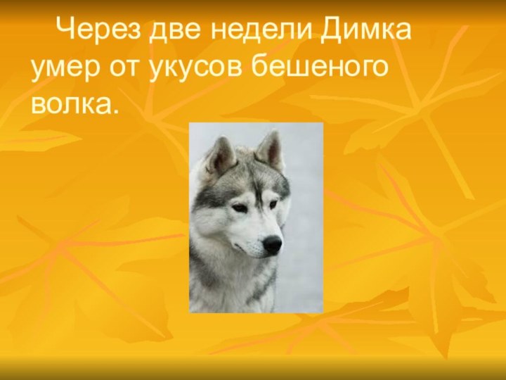 Через две недели Димка умер от укусов бешеного волка.