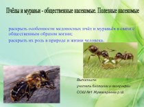 Презентация к уроку Муравьи и пчелы общественные насекомые