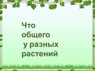 Презентация по окружающему миру на тему Что общего у всех растений.